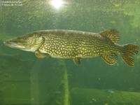 Gedde (Esox lucius) Foto/billede af