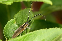 Agapanthia cynarae cynarae