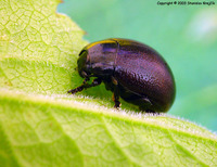 Chrysolina purpurascens