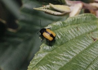 Cryptocephalus marginatus