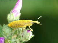 Lixus pulverulentus