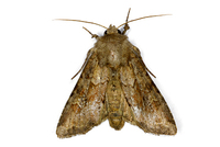 Apamea sordens - Rustic Shoulder-knot