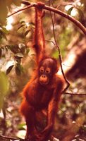 Bornean orangutan (Pongo pygmaeus)