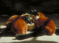 Red ruffed lemur (Varecia rubra)