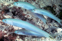 Ptereleotris heteroptera, Blacktail goby: aquarium