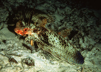 Dactyloptena orientalis, Oriental flying gurnard: fisheries, aquarium