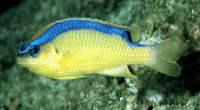 Chrysiptera brownriggii, Surge damselfish: fisheries, aquarium