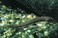 Cobitis taenia, Spined loach: aquarium