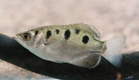 Toxotes chatareus, Largescale archerfish: fisheries, aquarium