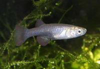 Aplocheilichthys antinorii, Black lampeye: