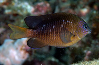 Stegastes adustus, Dusky damselfish: aquarium