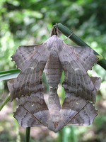 Laothoe populi - Poplar Hawk-moth