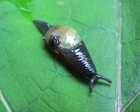 Eucobresia nivalis