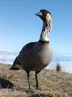 Branta sandvicensis - Nene Goose