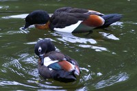 Tadorna tadornoides - Australian Shelduck