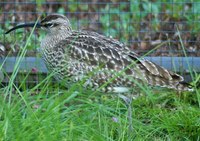 Numenius phaeopus - Whimbrel