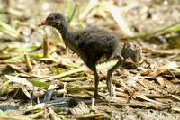 Gallinula chloropus - Common Moorhen