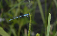Image of: Enallagma hageni
