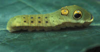 Image of: Papilio troilus (spicebush swallowtail)