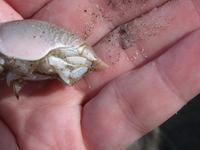 Image of: Emerita talpoida (Atlantic sand crab)