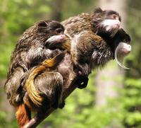 Saguinus imperator - Emperor Tamarin