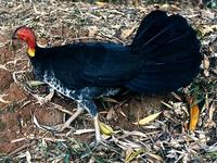 Image of: Alectura lathami (brush turkey)