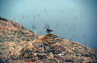 Image of: Calidris ptilocnemis (rock sandpiper)