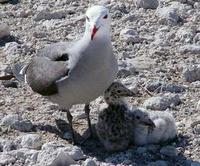 Image of: Larus heermanni (Heermann's gull)