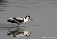 Image of: Recurvirostra avosetta (pied avocet)