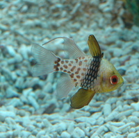 Sphaeramia nematoptera - Coral Cardinalfish