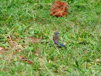 Image of: Uraeginthus bengalus (red-cheeked cordon-bleu)