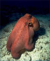 Image of: Octopodidae