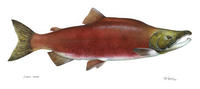 Image of: Oncorhynchus nerka (blueback salmon)