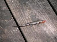 Image of: Eumeces laticeps (broad-headed skink)