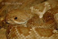 Crotalus ruber - Red Diamond Rattlesnake