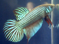 Betta sp. Mahachai