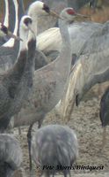 Sandhill Crane - Grus canadensis