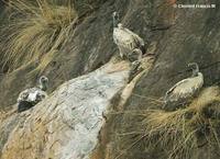 Long-billed Vulture - Gyps indicus