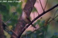 Pale-footed Bush Warbler - Cettia pallidipes