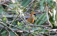 Red-headed Bullfinch - Pyrrhula erythrocephala