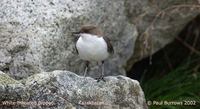 White-throated Dipper - Cinclus cinclus