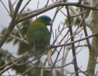 Yellow-breasted Racquet-tail - Prioniturus flavicans