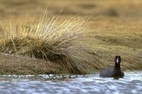 Giant Coot - Fulica gigantea