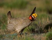 Lesser Prairie-Chicken (Tympanuchus pallidicinctus) photo