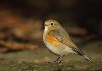 Red-flanked Bluetail (Tarsiger cyanurus) photo