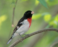 Rose-breasted Grosbeak (Pheucticus ludovicianus) photo