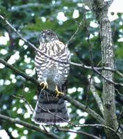 Japanese Sparrowhawk (Accipiter gularis) photo