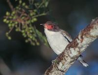 Masked Tityra (Tityra semifasciata) photo