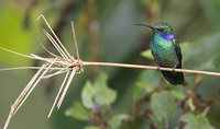 Green Violet-ear (Colibri thalassinus) photo