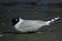 Saunders' Gull - Larus saundersi